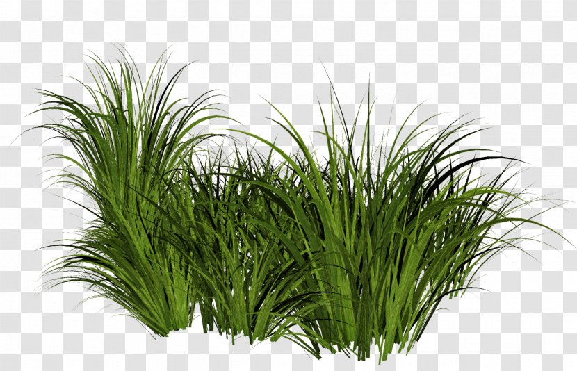 Lawn Clip Art - Sweet Grass - Bushes Transparent PNG