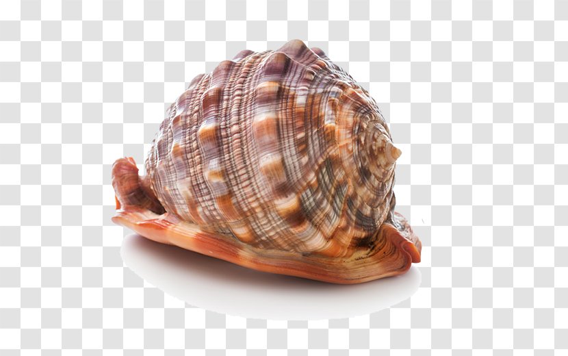 Cockle Seashell Stock Photography - Box Turtle - Conch Transparent PNG