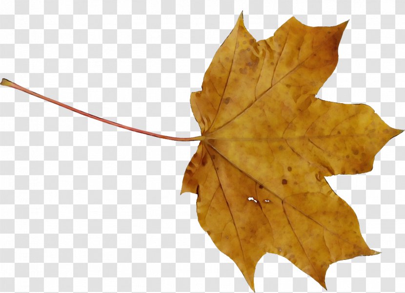 Maple Leaf Plane Trees Family - Black - Autumn Transparent PNG