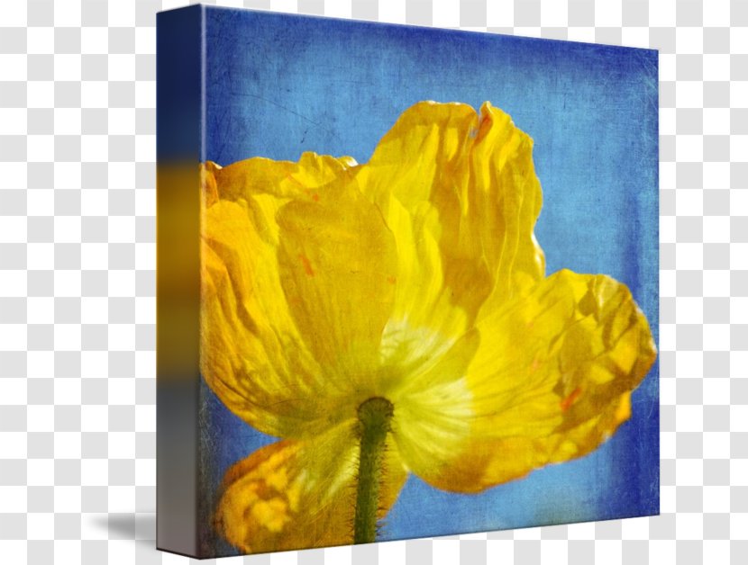 Still Life Photography - Poppy - Yellow Poppies Transparent PNG
