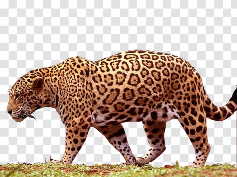 Jaguar Black Panther Leopard - Cheetah Transparent PNG