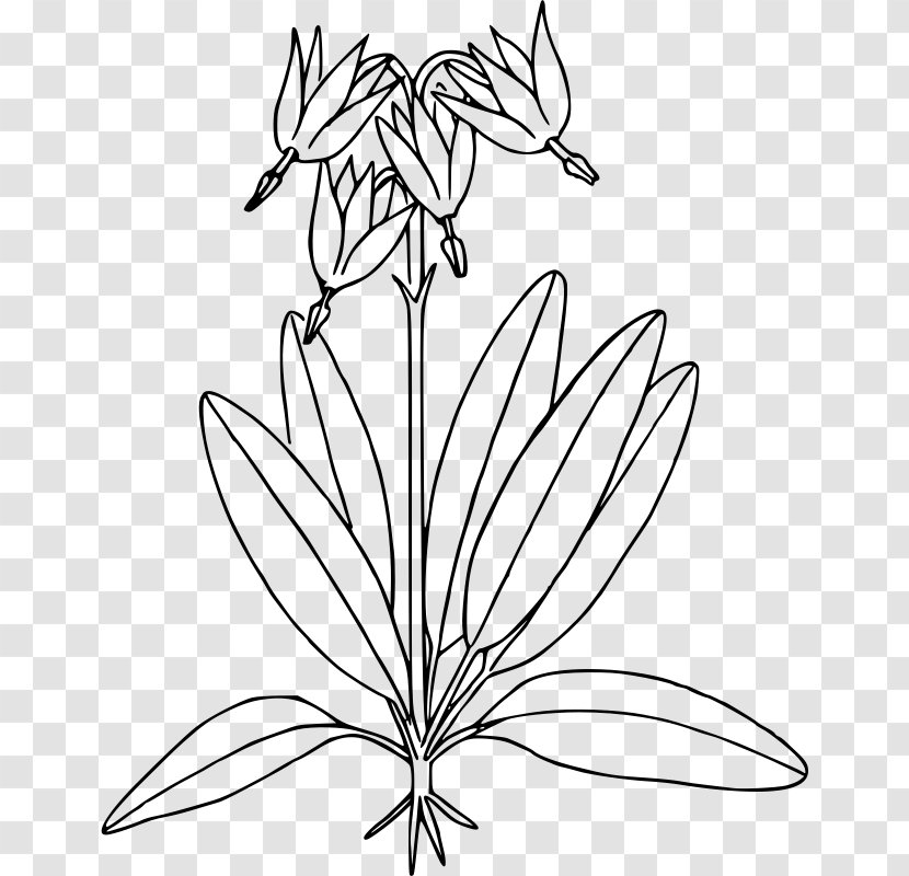 Botany Coloring Book (HarperCollins Books Flower Clip Art - Monochrome Photography - Beautiful Star Transparent PNG