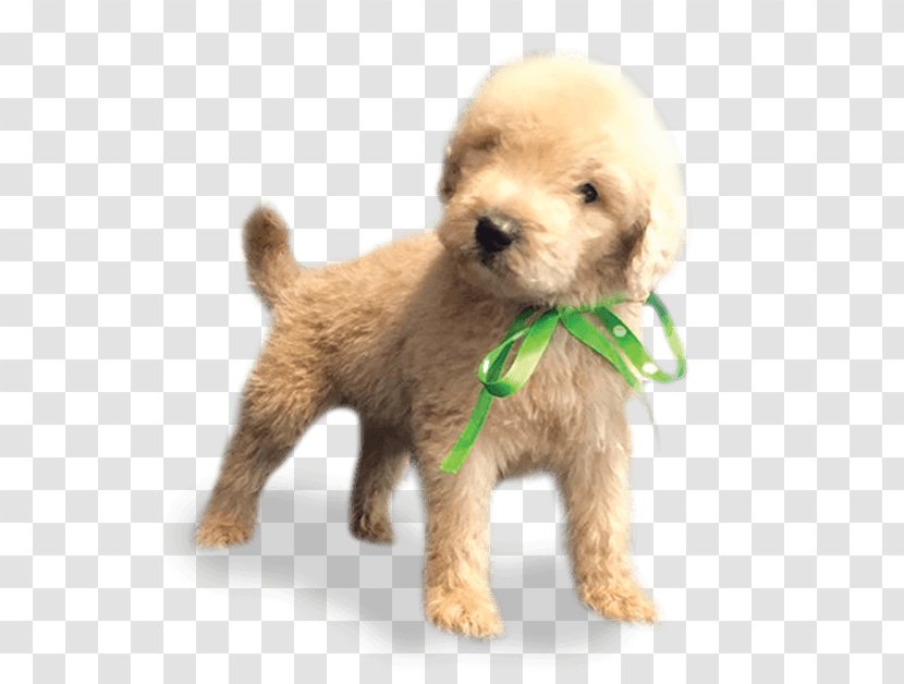 Cockapoo Miniature Poodle Schnoodle Goldendoodle Toy - Snout - Puppy Transparent PNG
