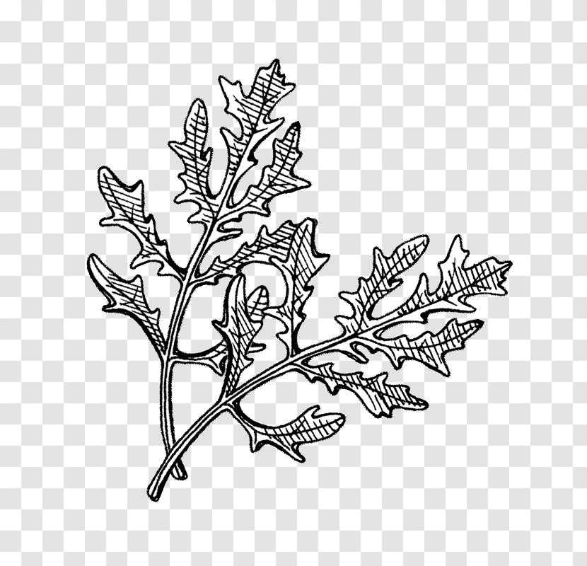 /m/02csf Hyötykasviyhdistys Ry Line Art Drawing Plant - Brassica Juncea Transparent PNG