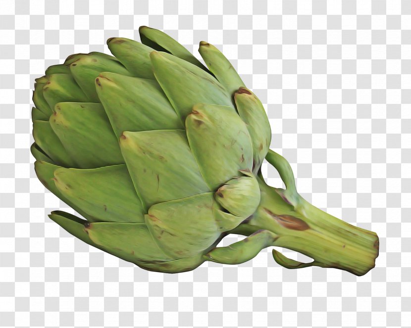 Vegetable Cartoon - Cardoon - Artichoke Thistle Daisy Family Transparent PNG