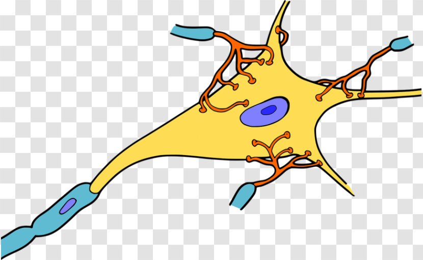 The Neuron Nervous System Dendrite Nerve - Frame - Brain Transparent PNG