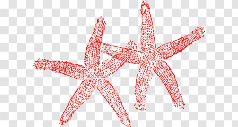 Starfish Clip Art - Drawing - White Transparent PNG