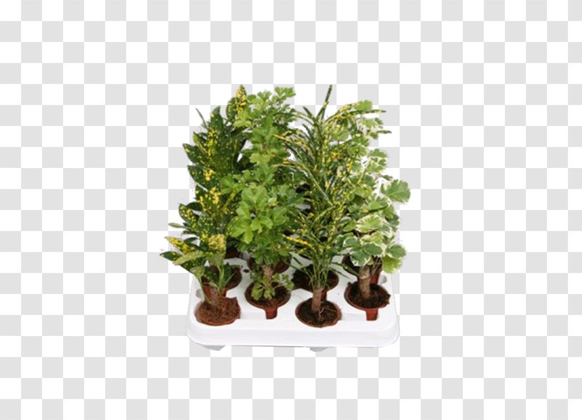 Flowerpot Houseplant Shrub - Plant Transparent PNG