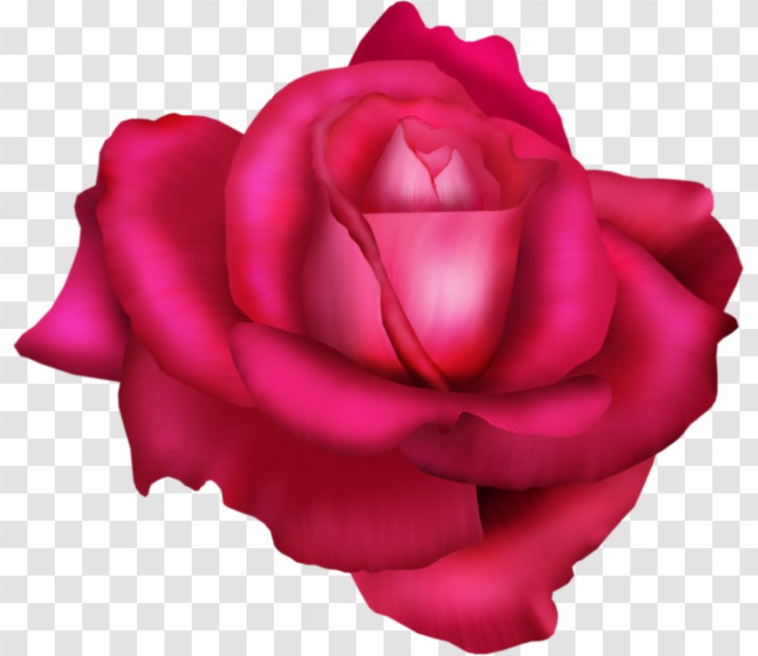 Garden Roses Cabbage Rose China Floribunda Beach - Magenta - Flower Transparent PNG