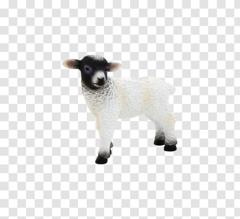 Scottish Blackface Cattle Black Sheep Goat - Shaun The Transparent PNG