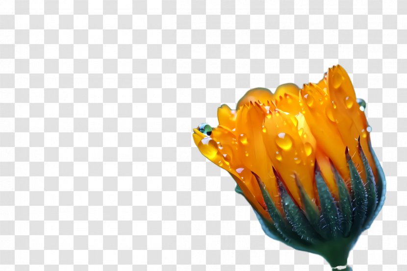 Marigold Flower - Thought - Wildflower Poppy Family Transparent PNG