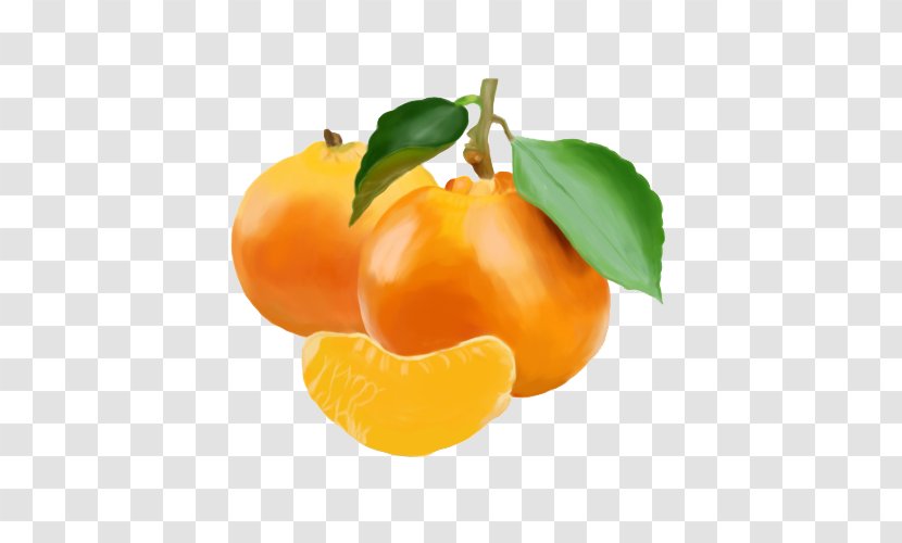 Mandarin Orange Oil Painting - Diet Food - Citrus Transparent PNG
