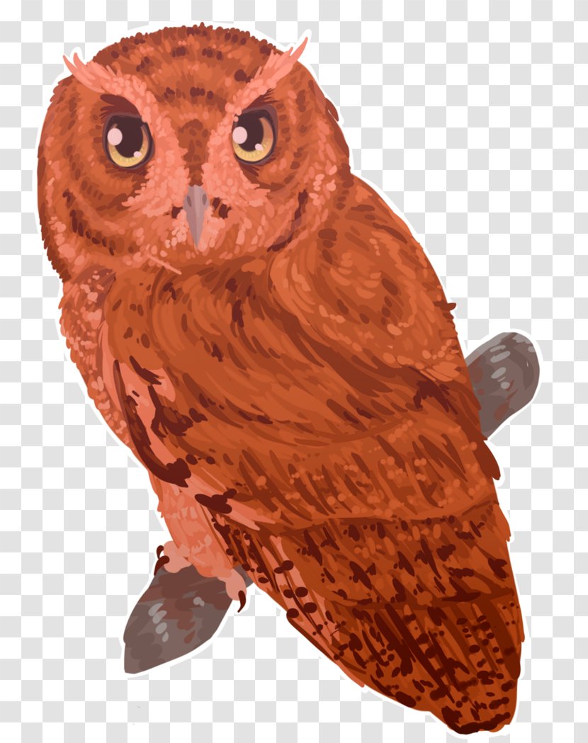 Owl Beak - Bird - Eastern Screech Transparent PNG