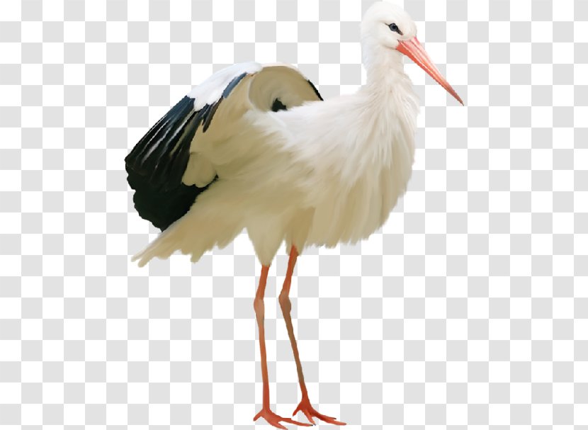 Bird Clip Art Crane - Stork Transparent PNG