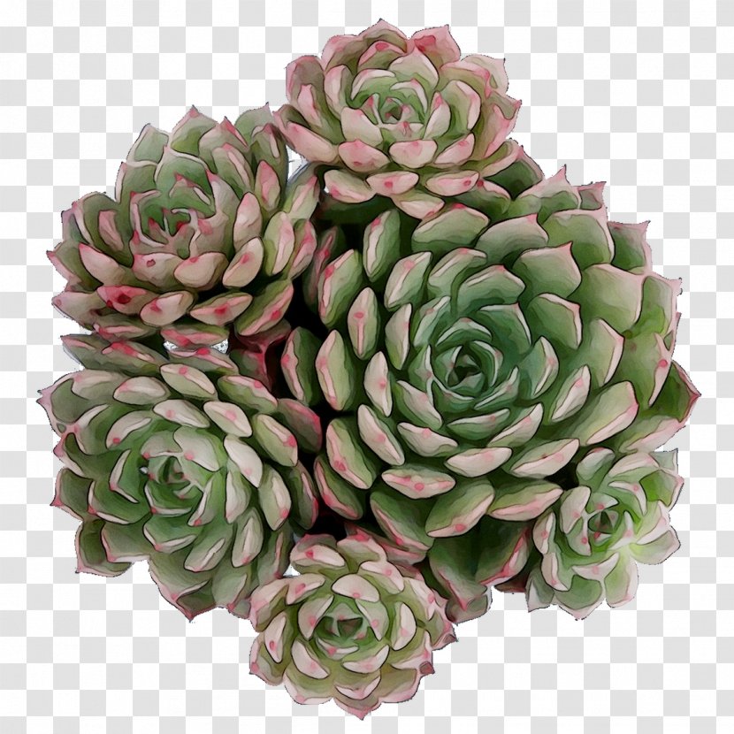 Stonecrops - Flower - Echeveria Transparent PNG