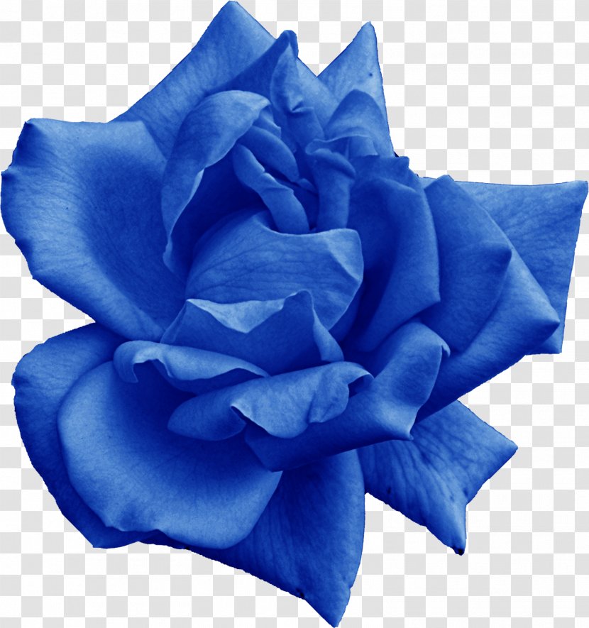 Blue Rose Garden Roses Flower - Electric Transparent PNG