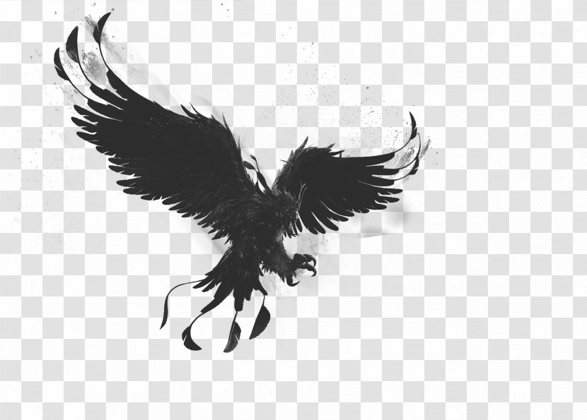 Bald Eagle Phoenix Bird Drawing - Monochrome Photography Transparent PNG