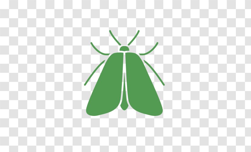 Indianmeal Moth Butterfly Pro Pacific Pest Control - Pollinator Transparent PNG