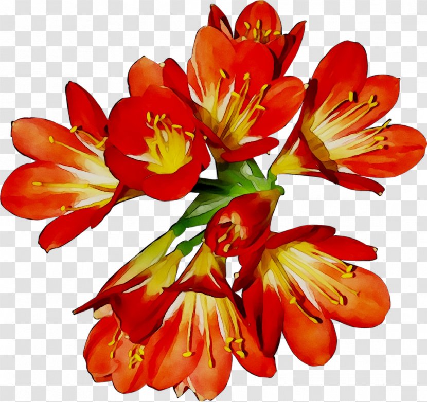 Lily Of The Incas Cut Flowers Orange Herbaceous Plant - Caesalpinia Transparent PNG