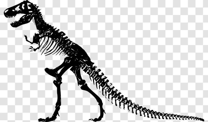 Tyrannosaurus Clip Art Dinosaur Skeleton Free Content - Human - Suchomimus Transparent PNG