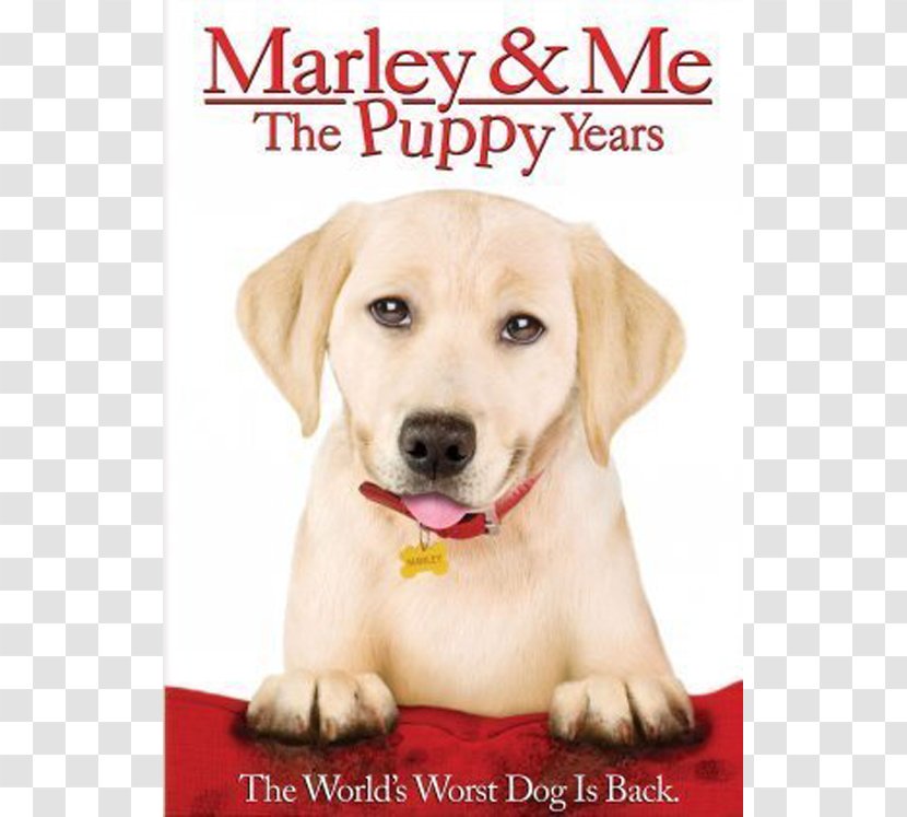 Marley & Me: Life And Love With The World's Worst Dog YouTube Bodi Grogan - Labrador Retriever Transparent PNG