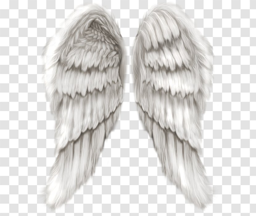 Cherub Wing Angel - Feather - Wings Transparent PNG