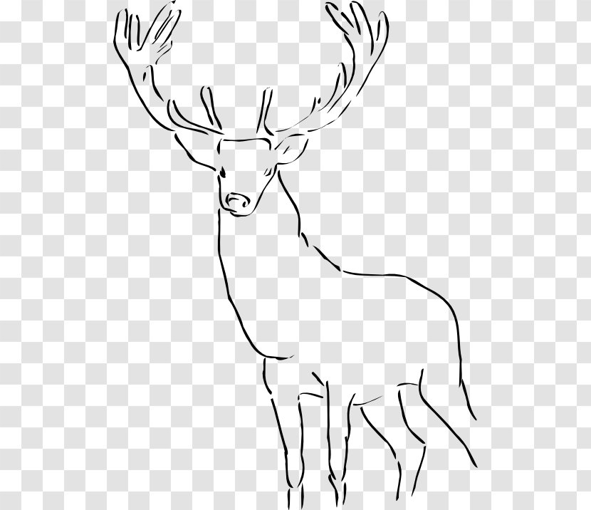 Drawing Art Clip - Tail - Stag Transparent PNG