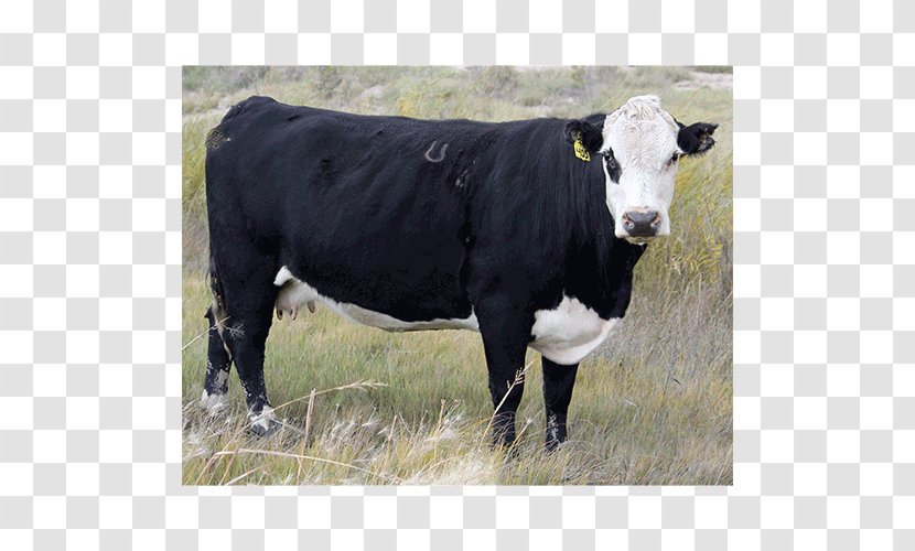 Hereford Cattle Dairy Angus Calf Black - Polled Livestock - Bull Transparent PNG