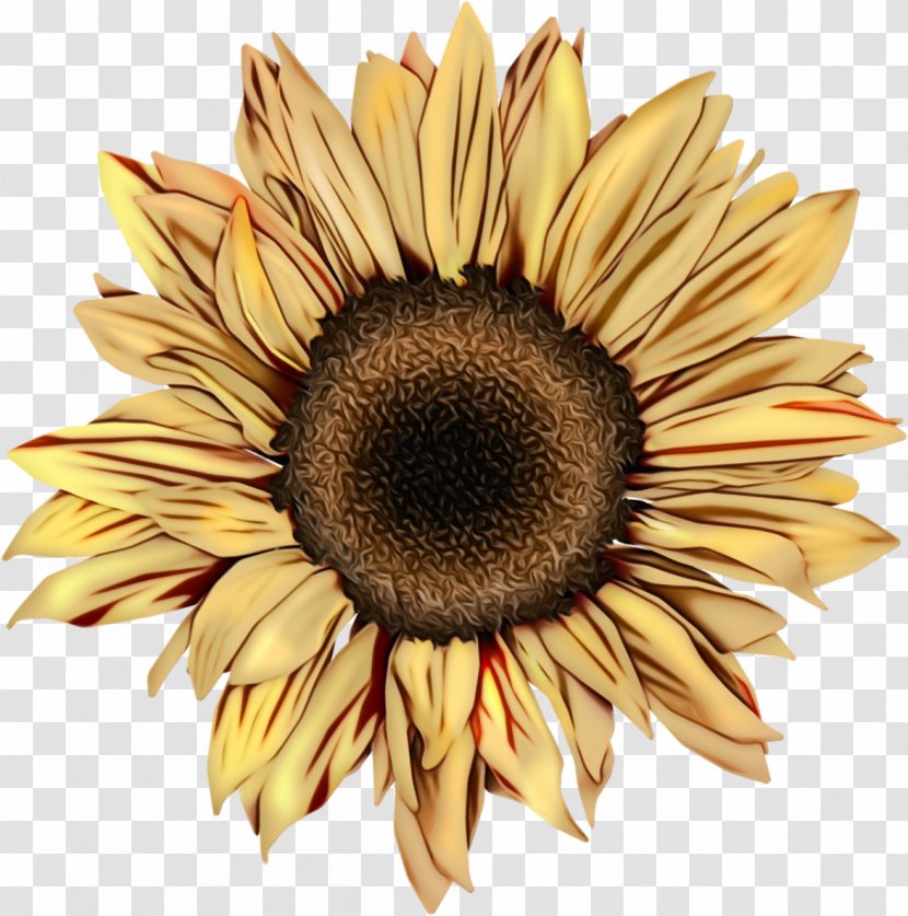 Drawing Of Family - Daisy - Annual Plant Seed Transparent PNG