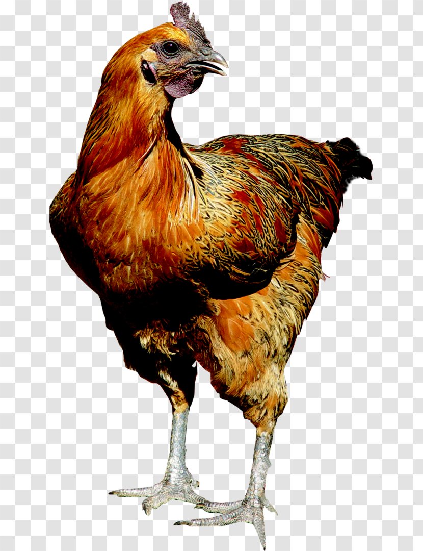 Rooster Tau Vang Chicken The Little Black Hen As Food Meat - Poultry Transparent PNG