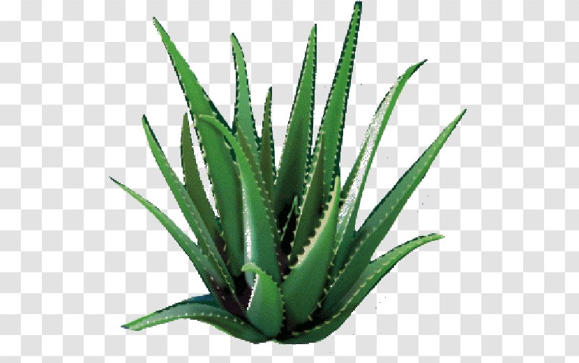 Aloe Vera Plants Skin Succulent Plant Dietary Supplement - Grass Family Transparent PNG