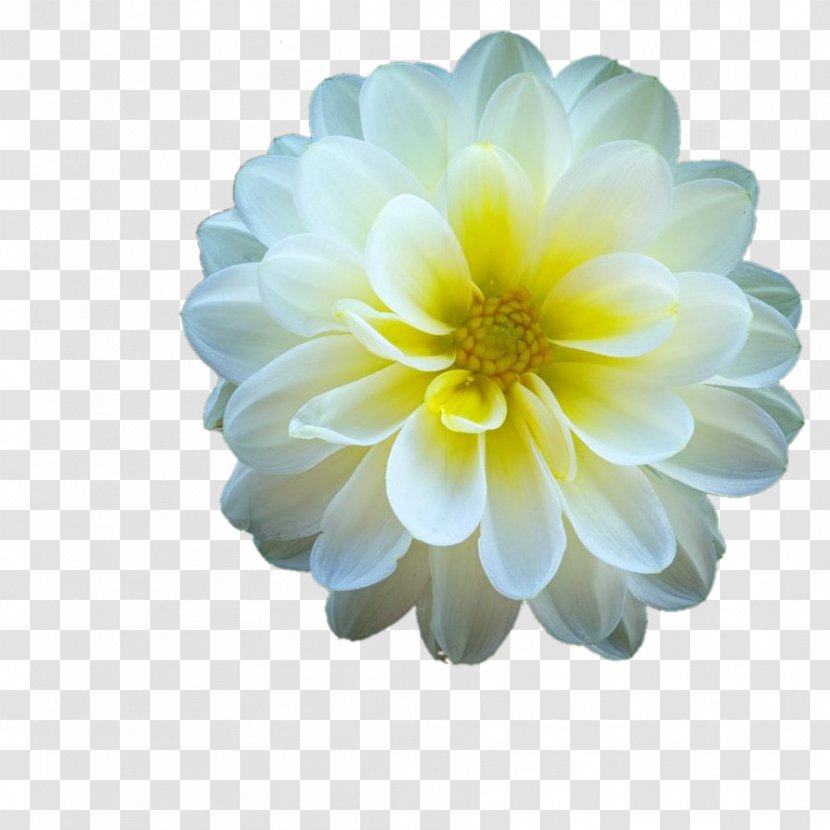 Dahlia Chrysanthemum Petal - Flowering Plant Transparent PNG