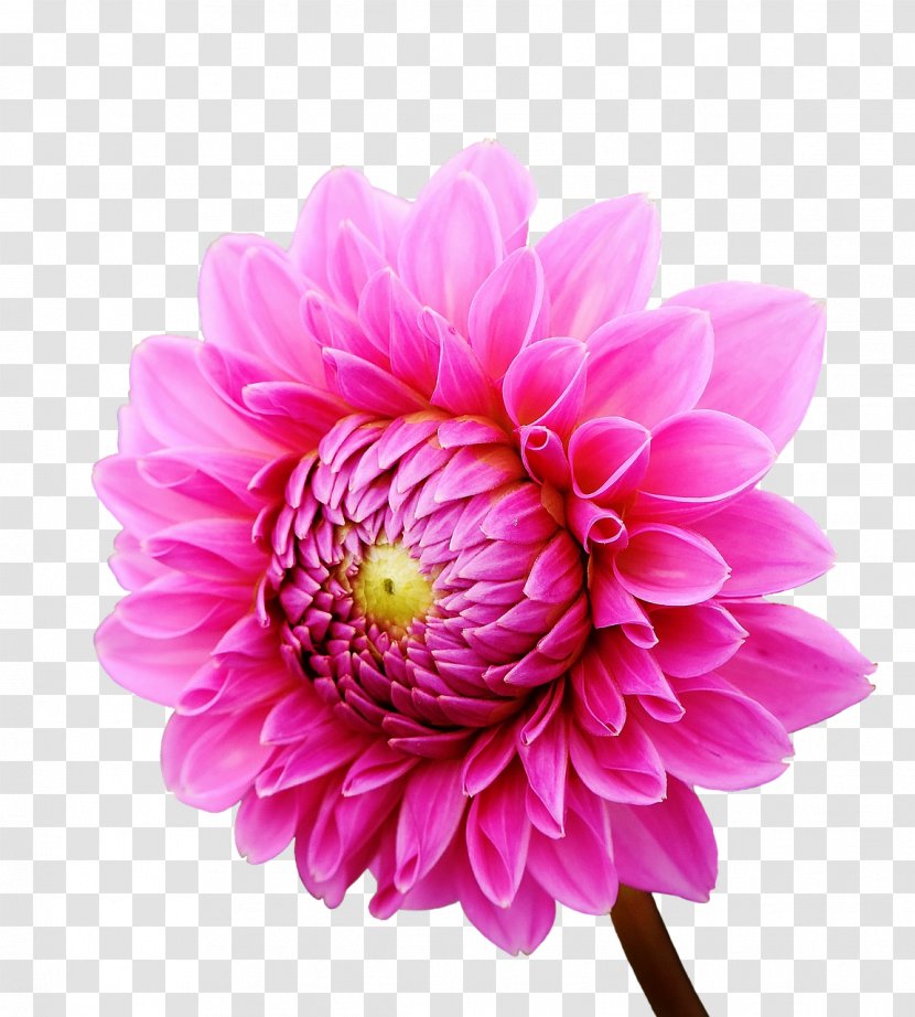 Dahlia Flower Garden Transvaal Daisy Family Transparent PNG