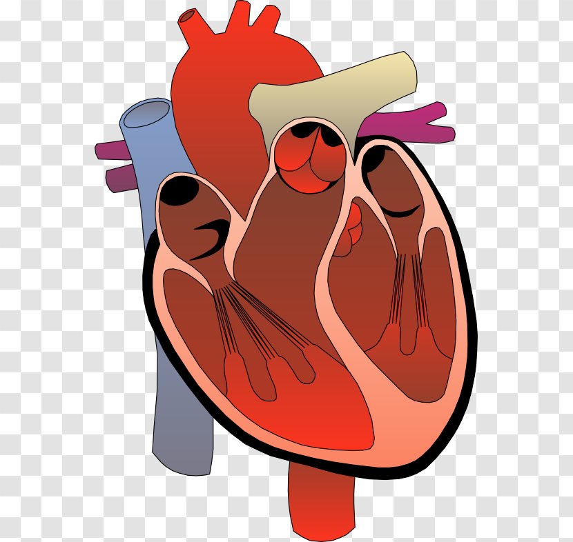 Heart Anatomy Diagram Circulatory System Clip Art - Tree - Hope Cliparts Transparent PNG