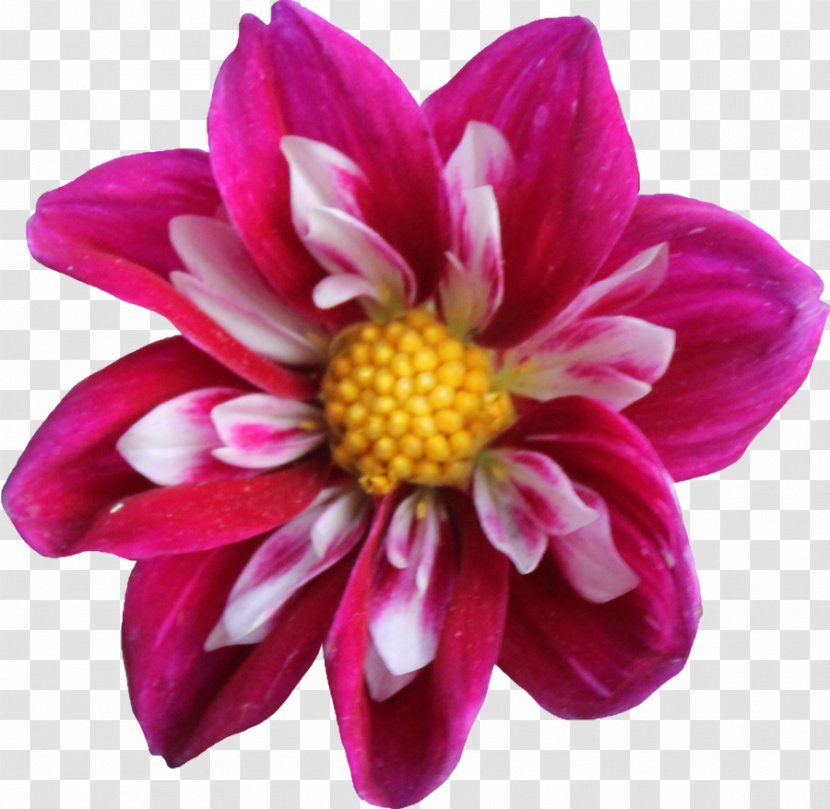 Dahlia Flower Clip Art - Chrysanths - Clipart Transparent PNG