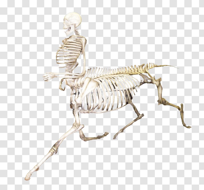 Mammal Skeleton - Joint - Drawing Animal Figure Transparent PNG