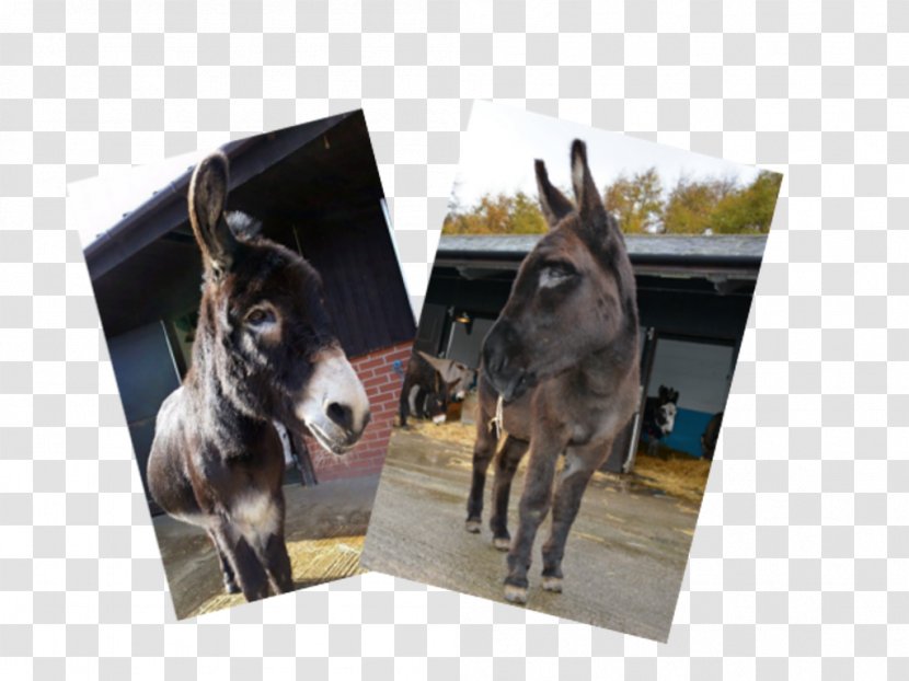 The Donkey Sanctuary Mule Pack Animal Snout - Collaboration Transparent PNG
