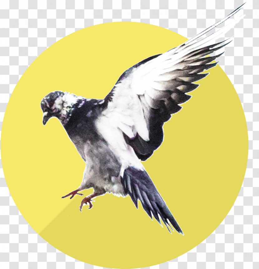 Bird Beak Feather Wake School Personal Development Personality Test - Psychological Testing - Wakeup Transparent PNG