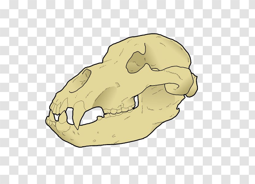 Carnivora Nose Skull Jaw Animated Cartoon Transparent PNG