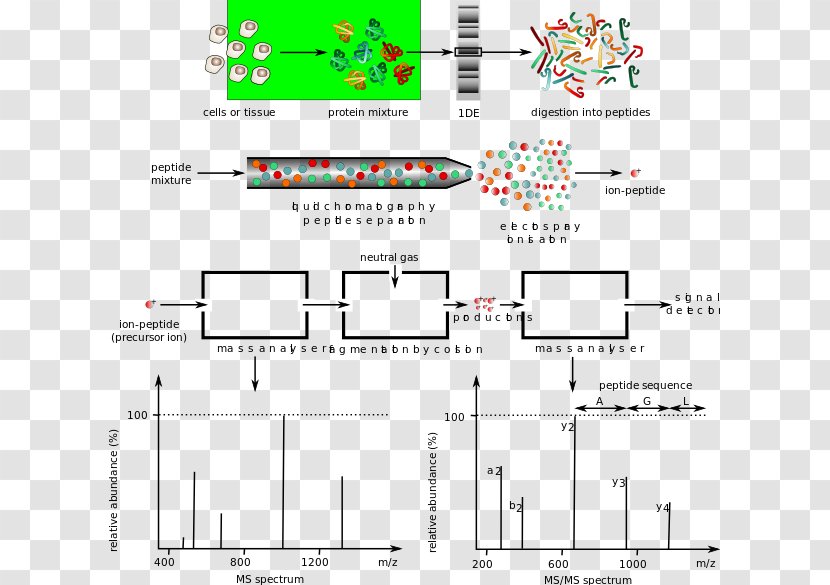 Spectrometric Identification Of Organic Compounds Protein Mass Spectrometry Spectroscopy - Data Format Transparent PNG