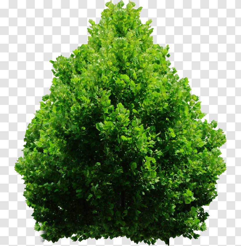 Evergreen Shrub Tree DeviantArt - Plant - Plan Transparent PNG