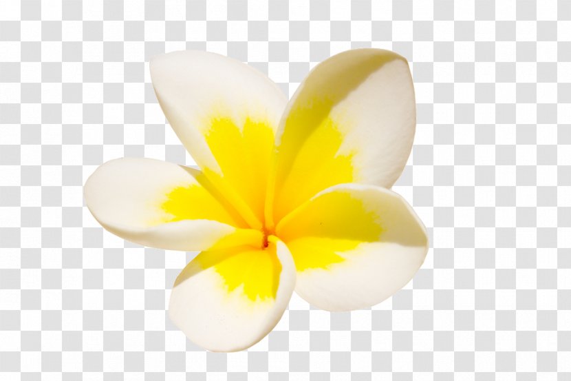 Flowering Plant Plants - Flower - Tropical Flowers Transparent PNG