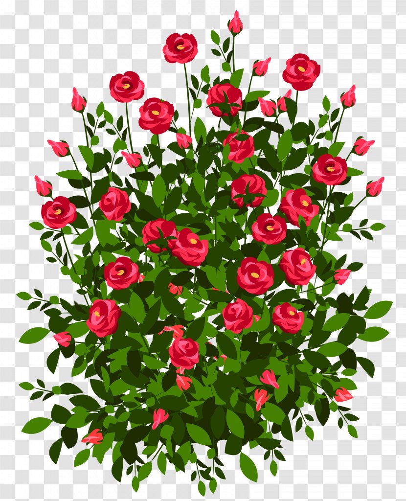 Bush Roses Drawing Shrub Clip Art - Hybrid Tea Rose - Cliparts Transparent PNG