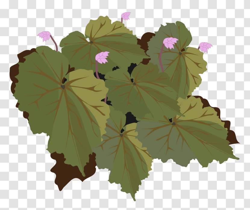 Drawing Clip Art - Begonia - Subtropical Transparent PNG