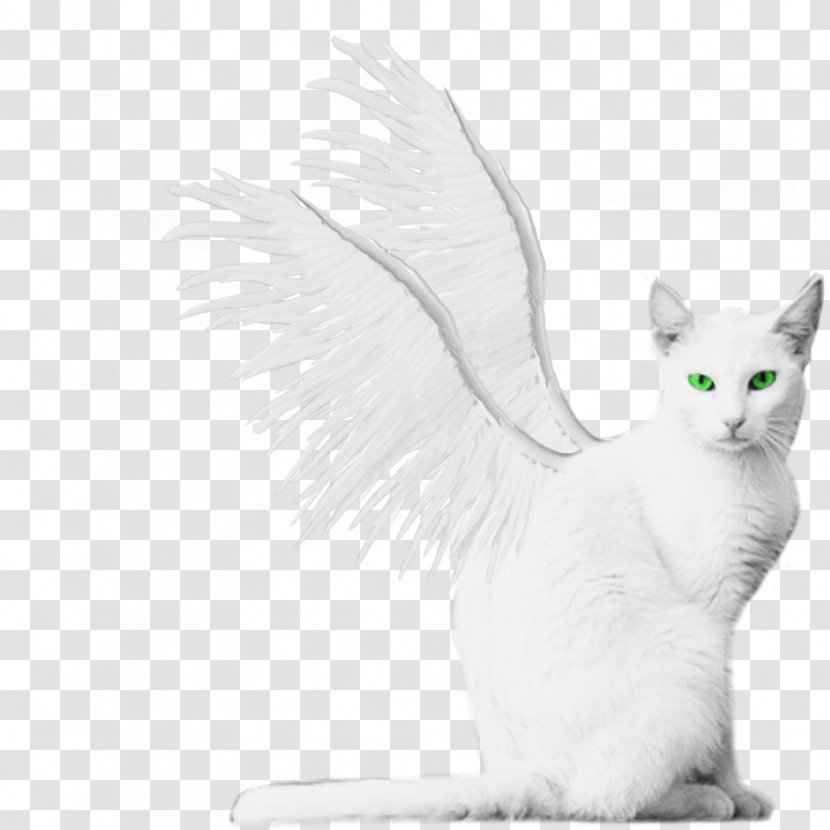 Turkish Van Angora Kitten Winged Cat - Feather - White Wings Transparent PNG