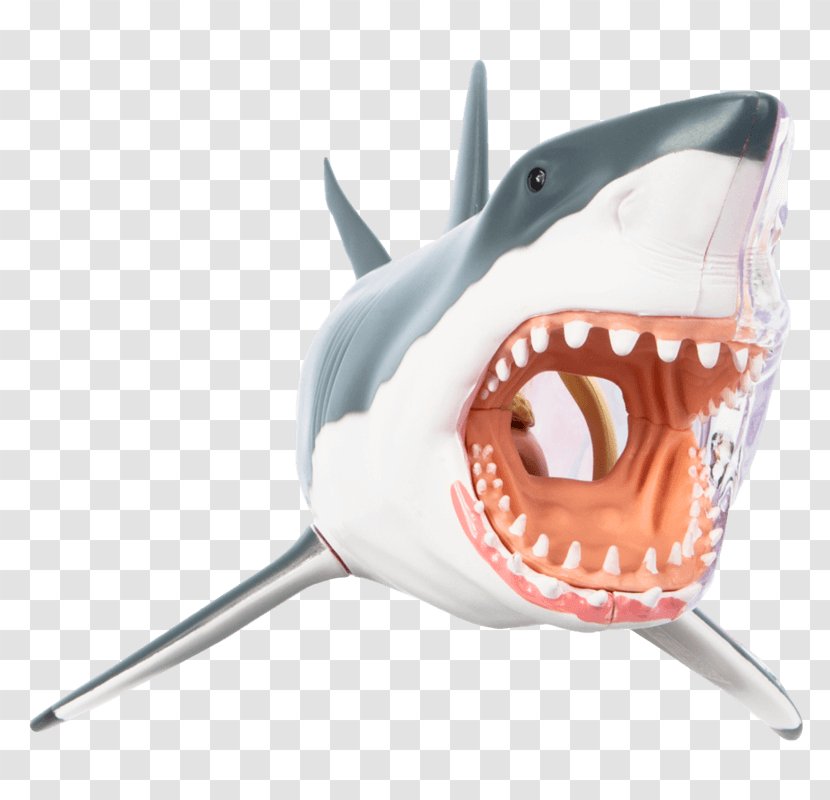 Great White Shark Chumming Fishing Isurus Oxyrinchus - Carcharodon Transparent PNG