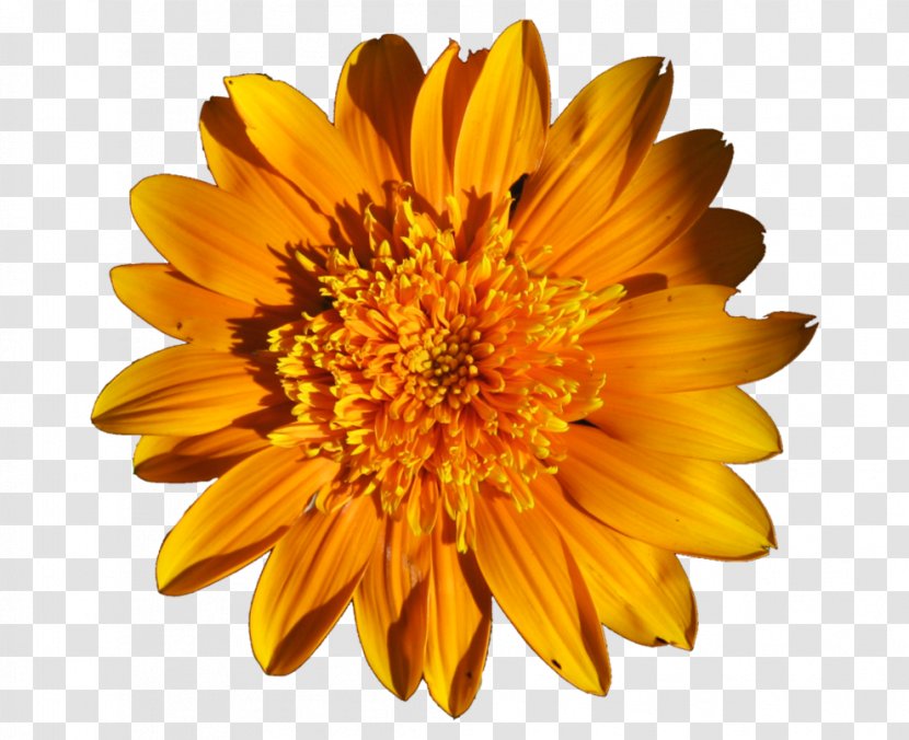 Common Sunflower Clip Art - Cut Flowers - Yellow Transparent PNG