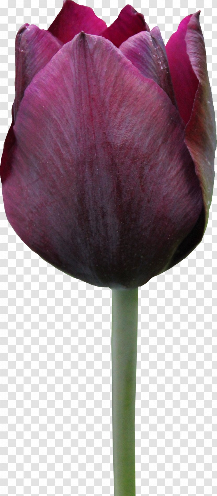 Tulip Flower Rose - Image Transparent PNG