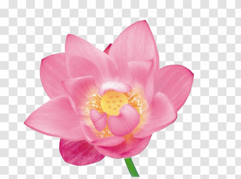 Flower Petal Stock Photography - Herbaceous Plant - A Lotus Transparent PNG