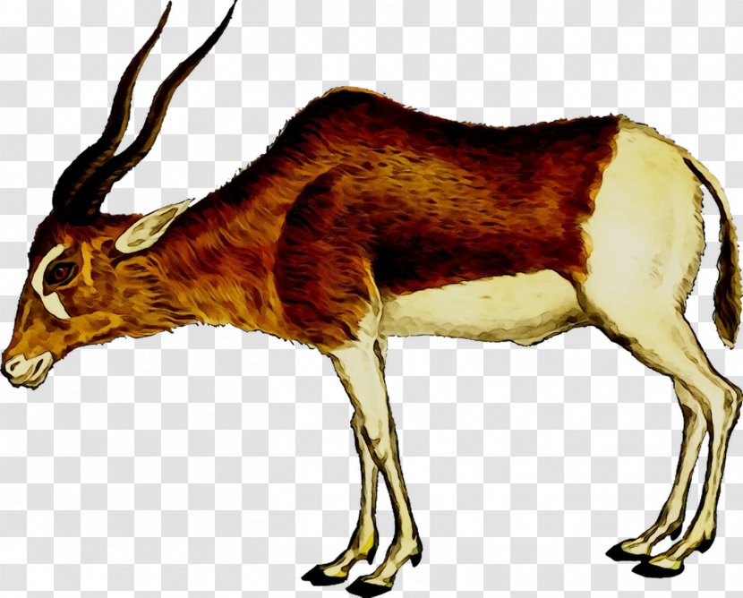 Antelope Pronghorn Impala Wildebeest Gazelle Transparent PNG